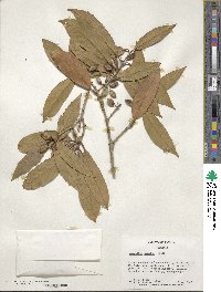 Osmanthus armatus image