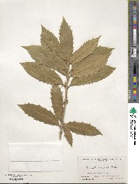 Osmanthus armatus image