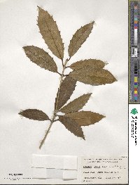 Osmanthus armatus image