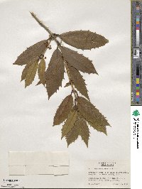 Osmanthus armatus image