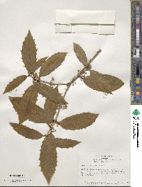 Osmanthus armatus image