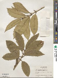 Osmanthus armatus image