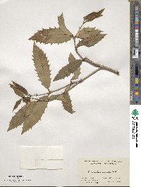 Osmanthus armatus image