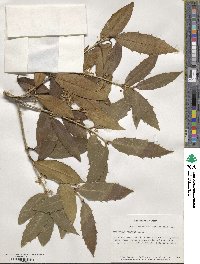 Osmanthus armatus image