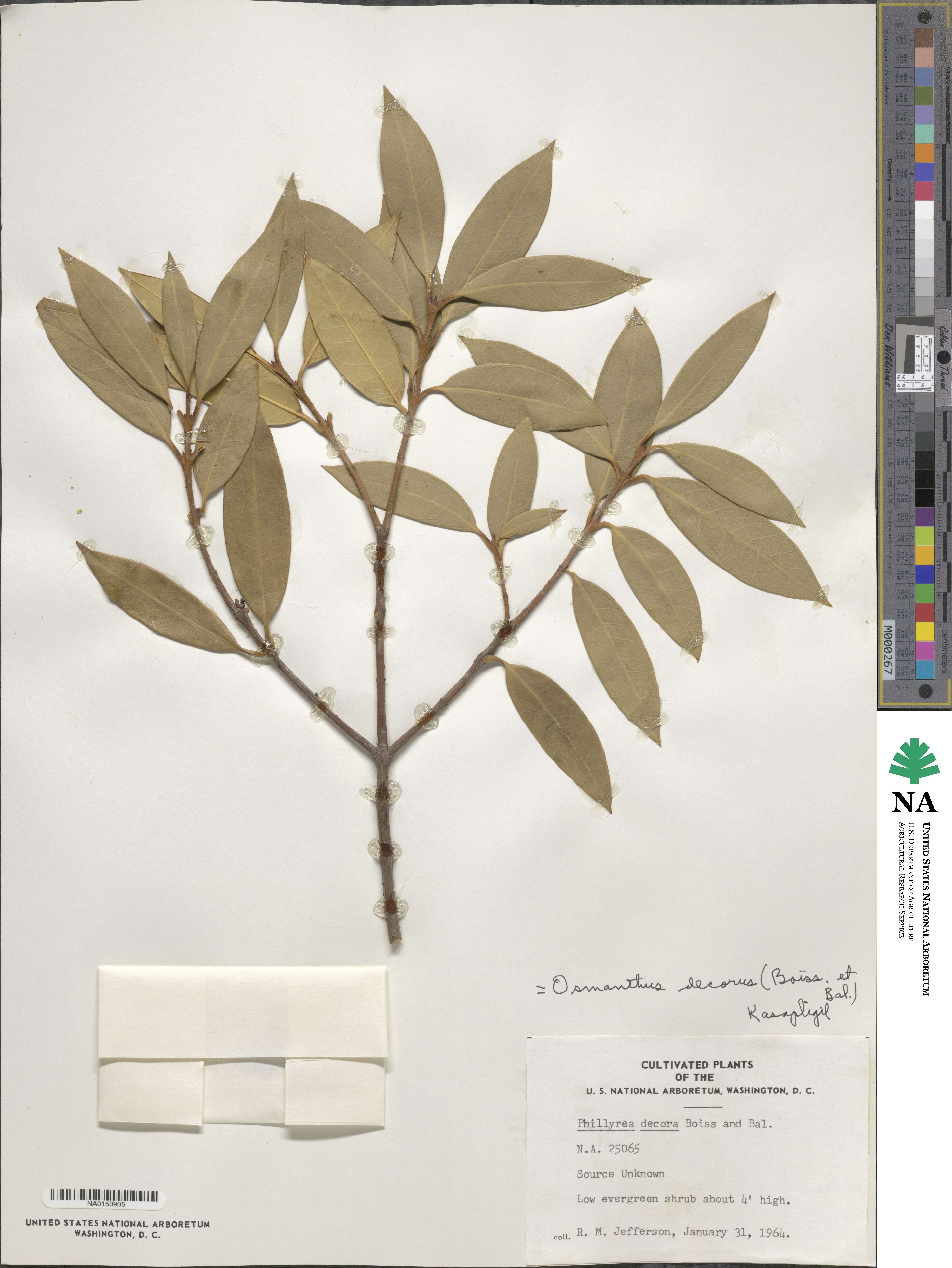 Osmanthus decorus image