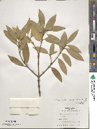 Osmanthus decorus image