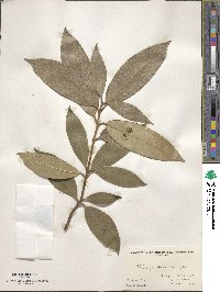 Osmanthus decorus image