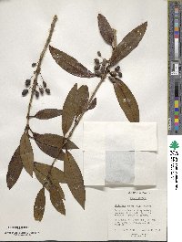 Osmanthus decorus image