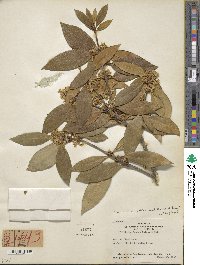 Osmanthus decorus image