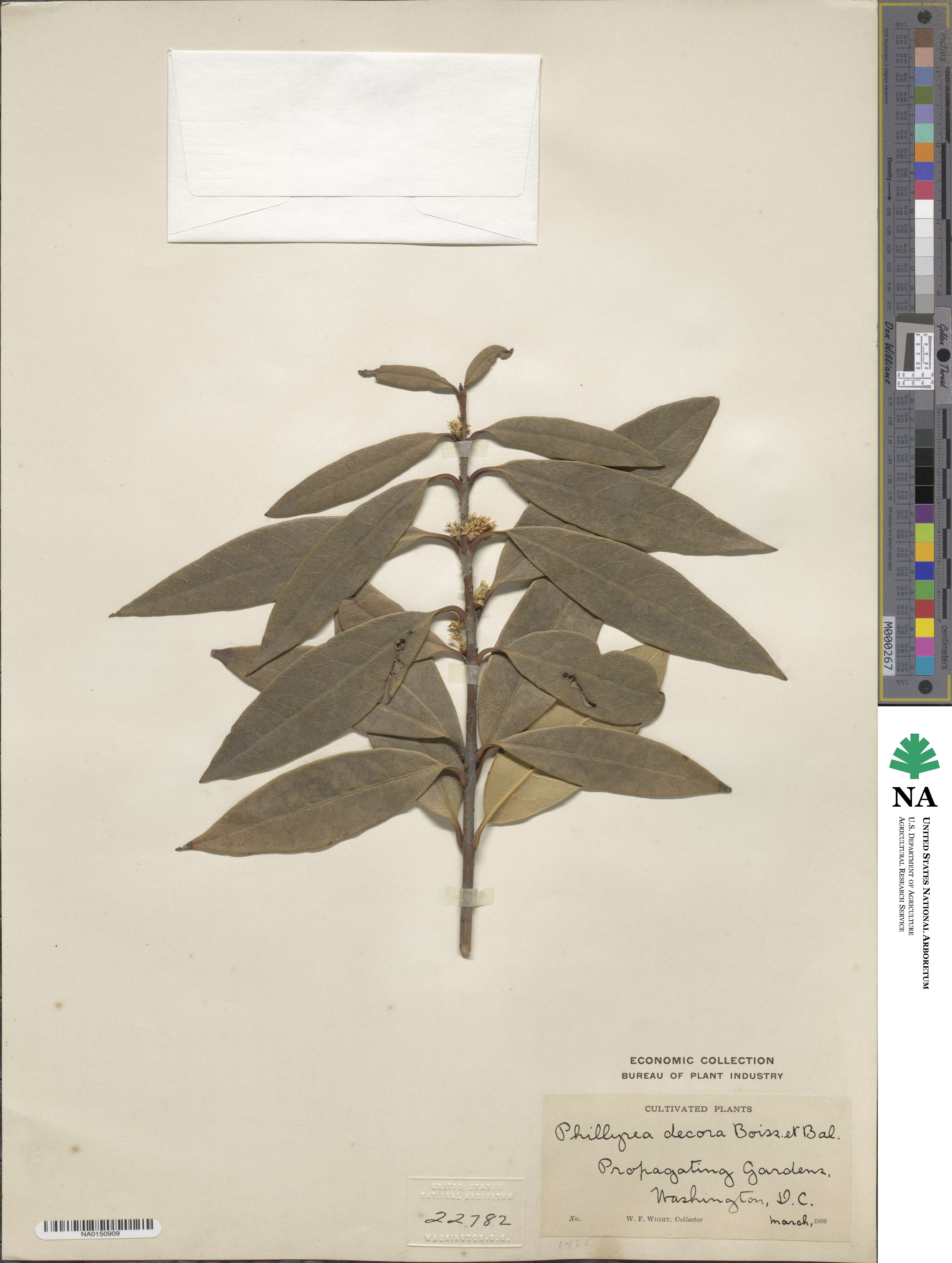 Osmanthus decorus image