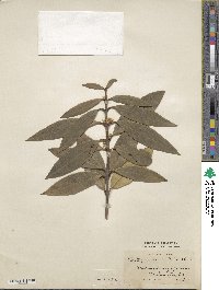 Osmanthus decorus image