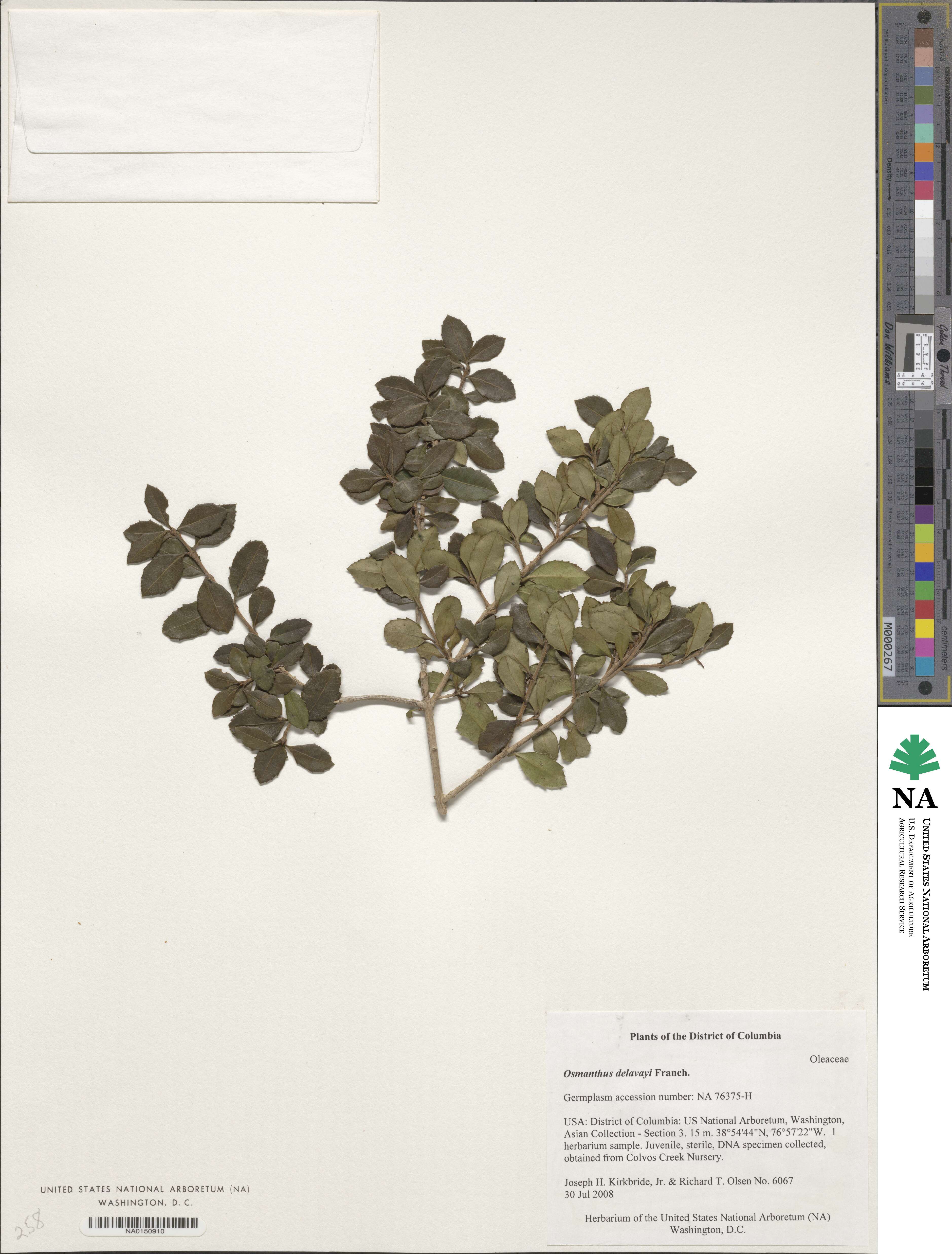 Osmanthus delavayi image