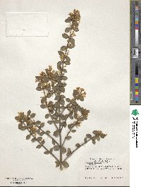 Osmanthus delavayi image