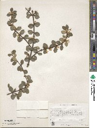 Osmanthus delavayi image