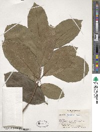 Osmanthus × fortunei image