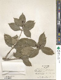 Osmanthus × fortunei image