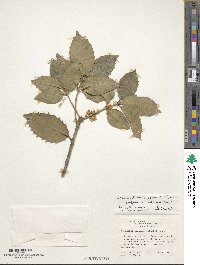 Osmanthus × fortunei image