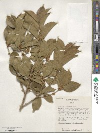 Osmanthus × fortunei image