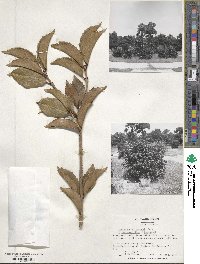 Osmanthus × fortunei image