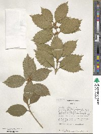 Osmanthus × fortunei image