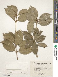 Osmanthus × fortunei image