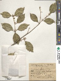 Osmanthus × fortunei image