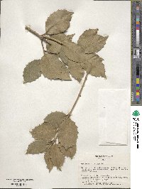 Osmanthus × fortunei image