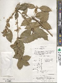 Osmanthus × fortunei image