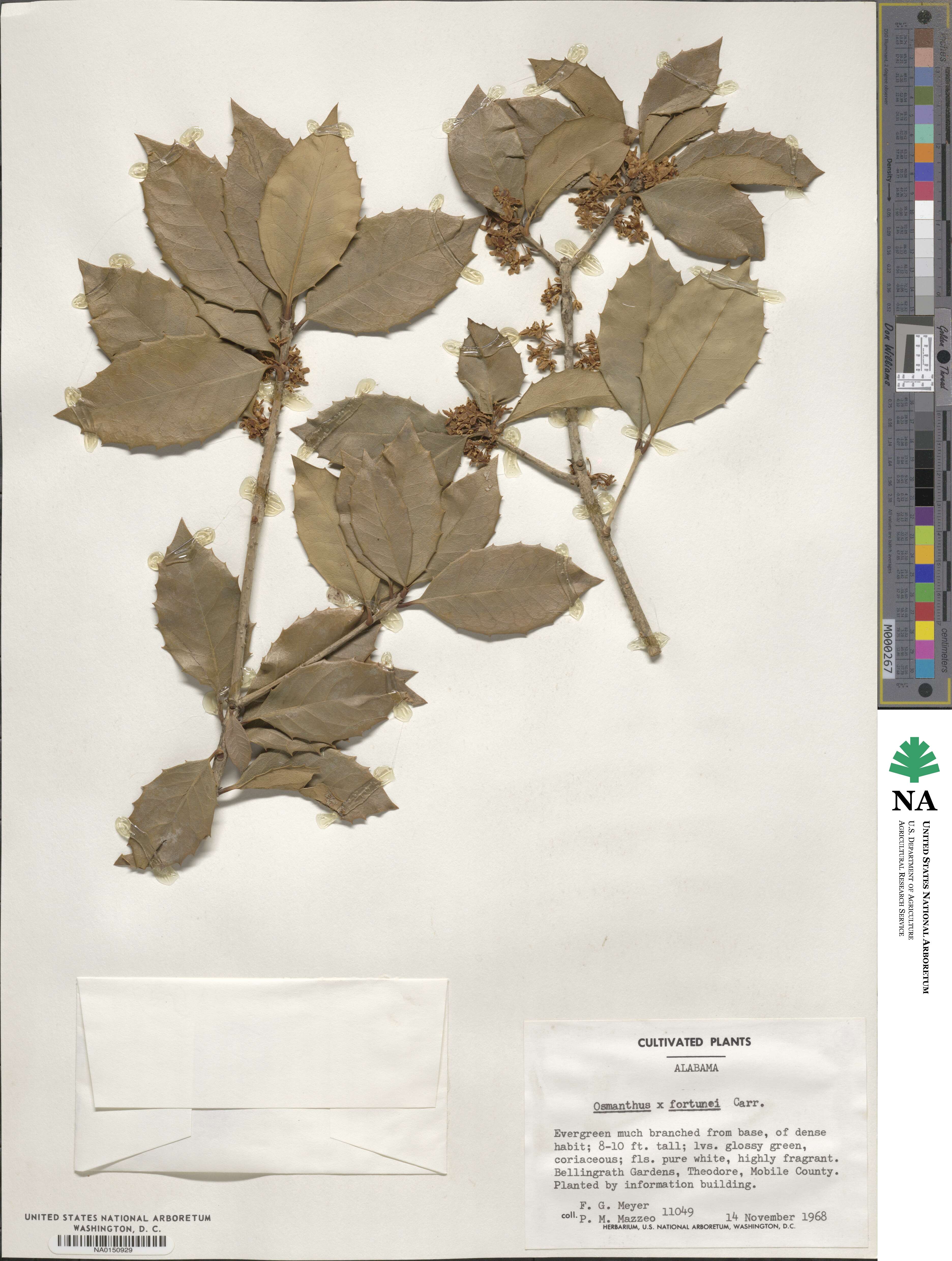 Osmanthus image