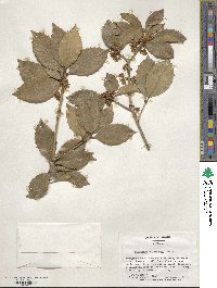 Osmanthus × fortunei image