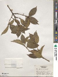 Osmanthus × fortunei image