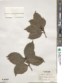 Osmanthus × fortunei image