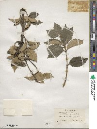 Osmanthus × fortunei image