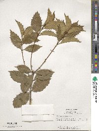 Osmanthus × fortunei image