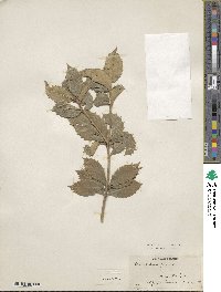 Osmanthus × fortunei image