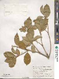 Osmanthus × fortunei image