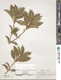 Osmanthus × fortunei image