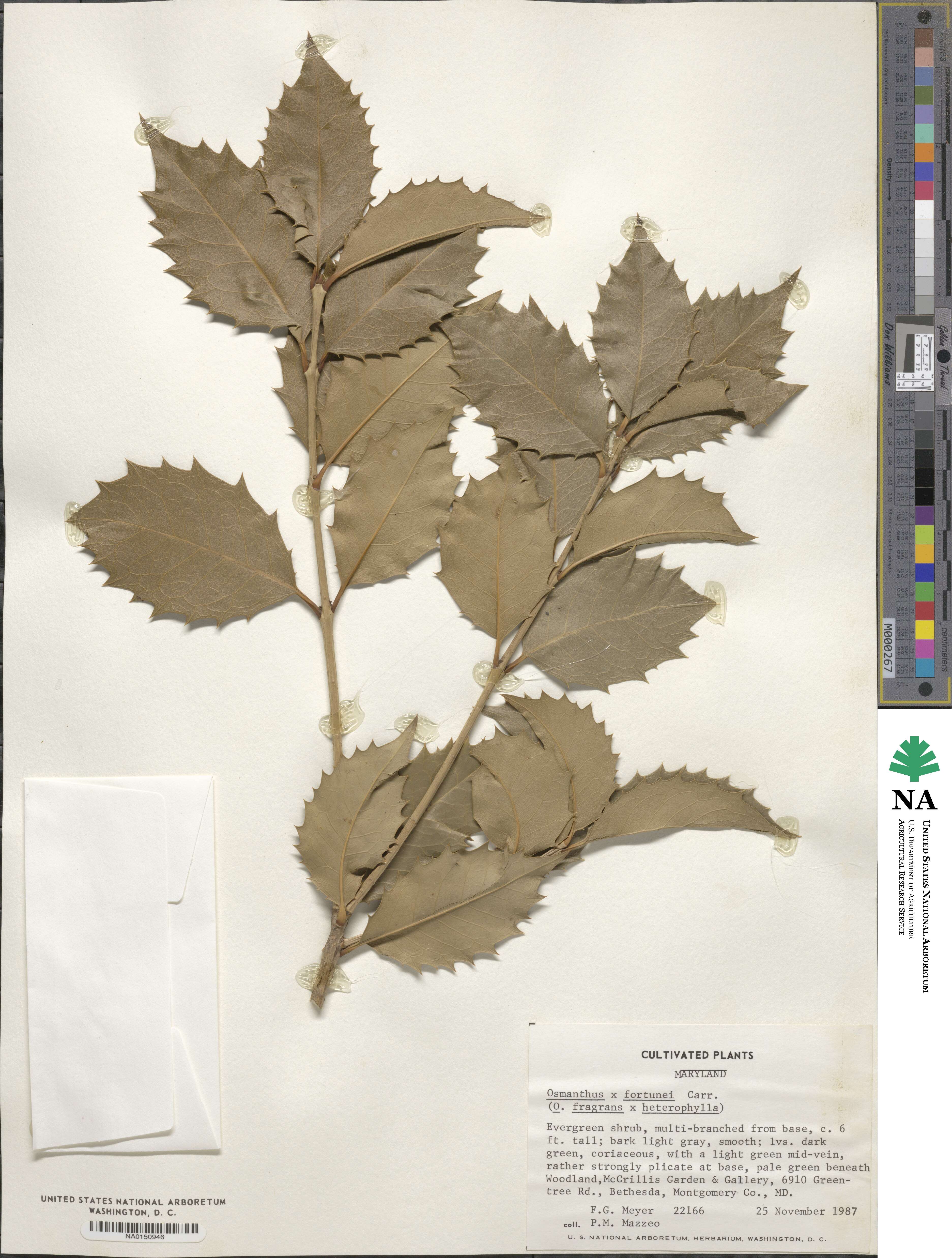 Osmanthus × fortunei image