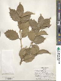 Osmanthus × fortunei image