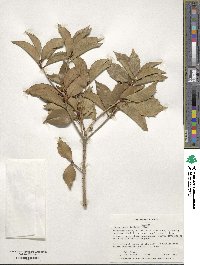 Osmanthus × fortunei image