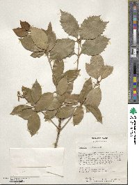 Osmanthus × fortunei image