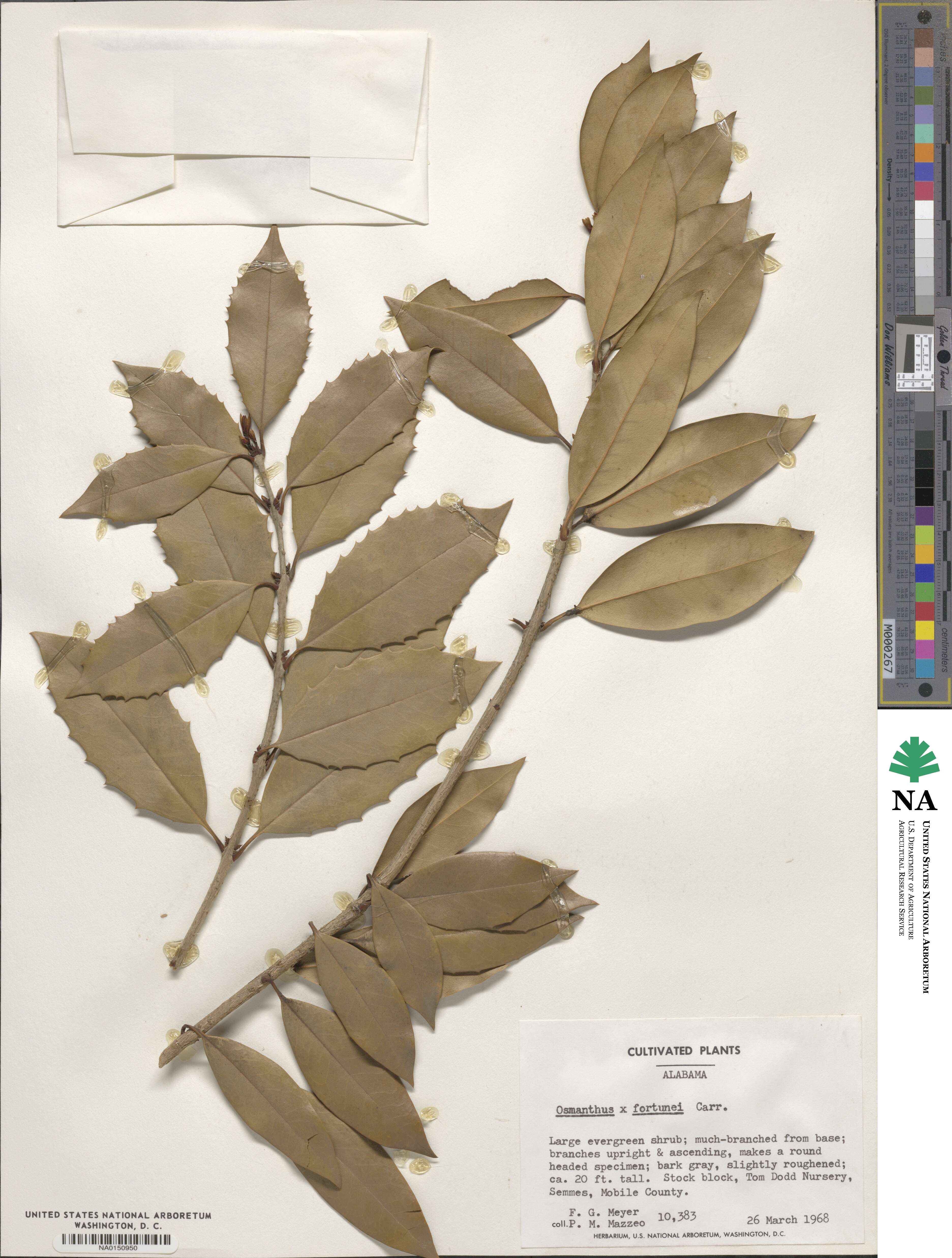 Osmanthus image