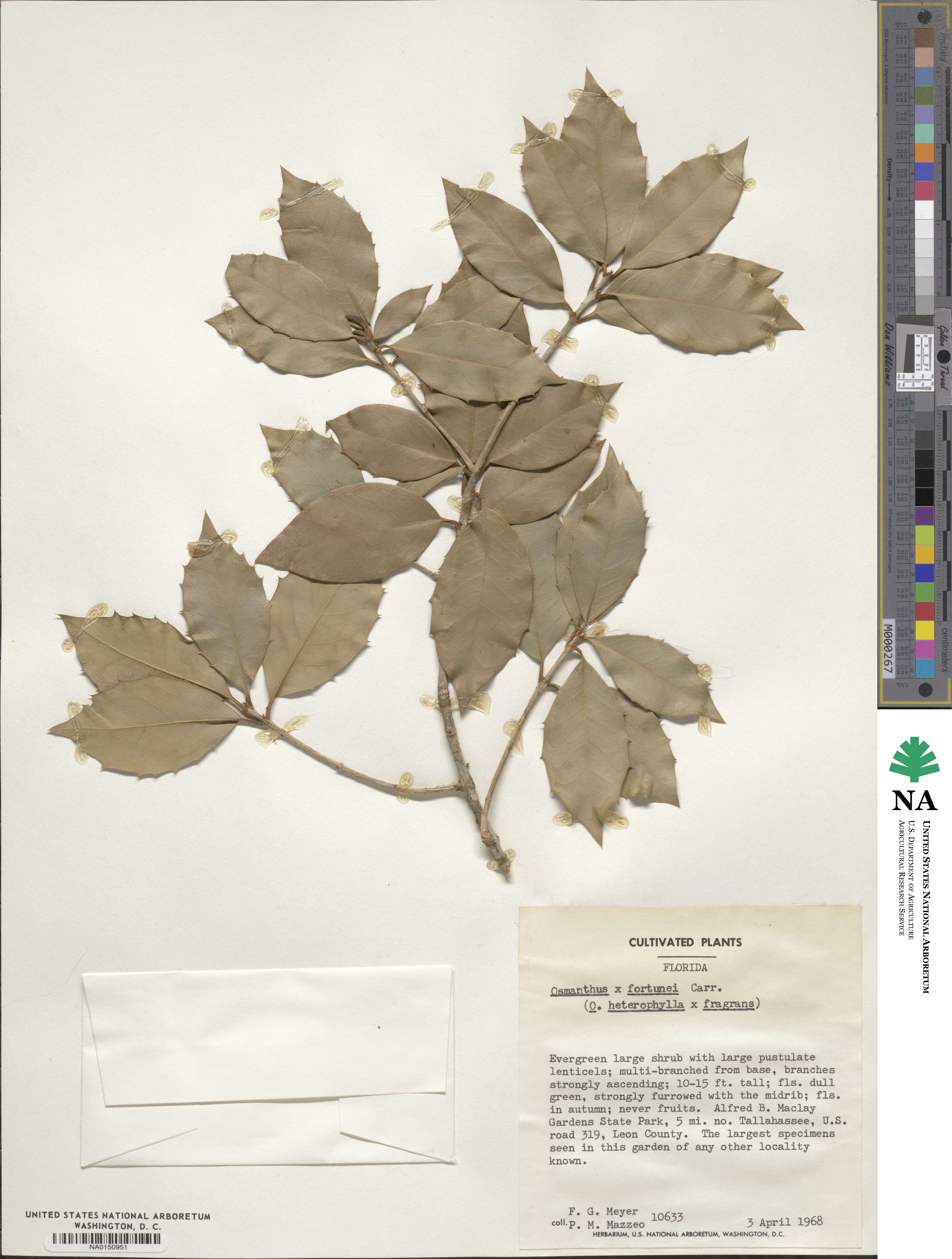 Osmanthus × fortunei image