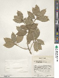 Osmanthus × fortunei image