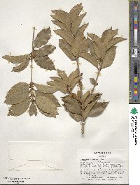 Osmanthus × fortunei image