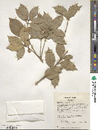 Osmanthus × fortunei image