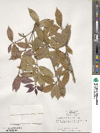 Osmanthus × fortunei image