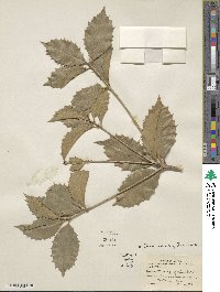 Osmanthus × fortunei image