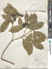 Osmanthus fragrans image