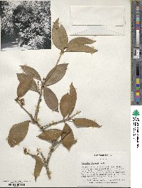 Osmanthus fragrans image